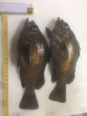 メバルとの我慢くらべ