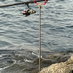 久しぶりのアオリイカ