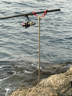 久しぶりのアオリイカ