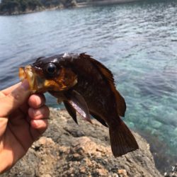 やぱ釣れてる。ヤズ