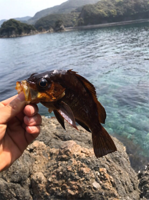 やぱ釣れてる。ヤズ