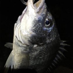 淀川ブリームゲーム 40cm up