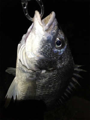 淀川ブリームゲーム 40cm up