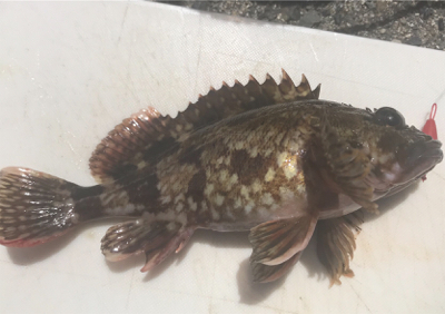 友と寝魚に癒されに♫