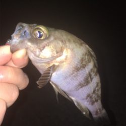 明石でメバリング