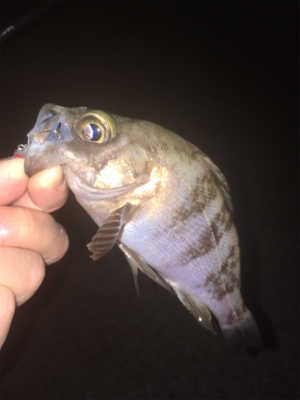 明石でメバリング