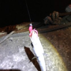 カマスばっかり