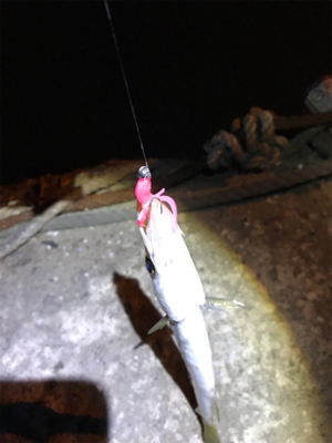 カマスばっかり