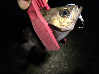 まだまだこれから