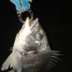 淀川ブリームゲーム カスタムナスキーでキビレ4