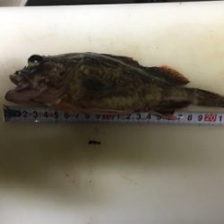 ガシラ狙いで釣行