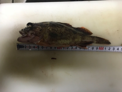 ガシラ狙いで釣行