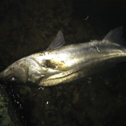 今年初シーバス♪