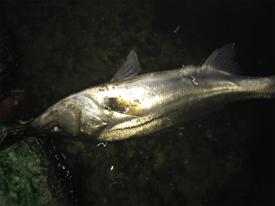 今年初シーバス♪