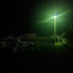 雨後、強風でメバルはタフコン