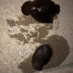 とにかく釣れる釣れる