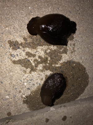 とにかく釣れる釣れる