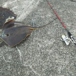 ジグでアカエイ3