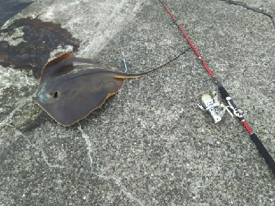 ジグでアカエイ3