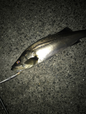 なかなか高活性(^^)