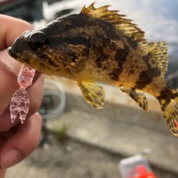 親父たちのメバル