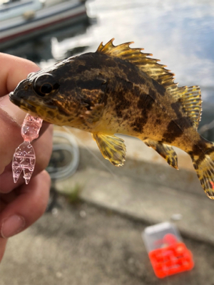 親父たちのメバル