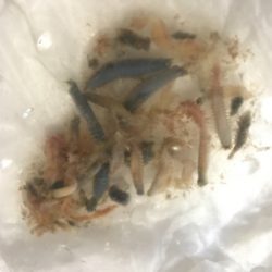 メバルプラッキング♪