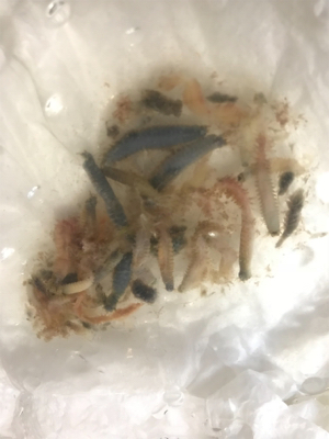 メバルプラッキング♪