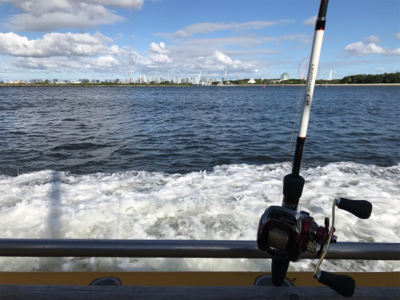 イカ釣れました