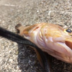 エビ撒き釣りにて