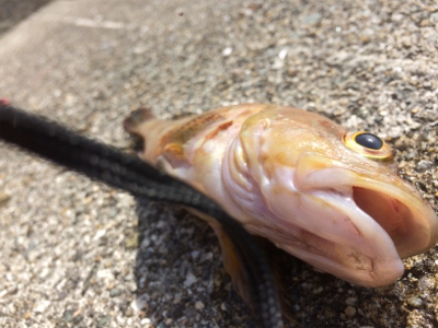 エビ撒き釣りにて