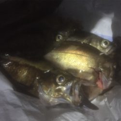 プラッキングメバル