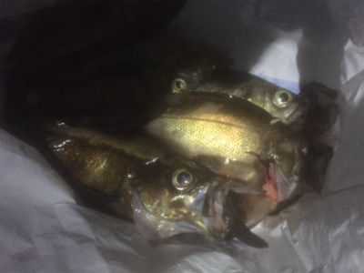 プラッキングメバル