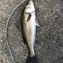 日曜日シーバス