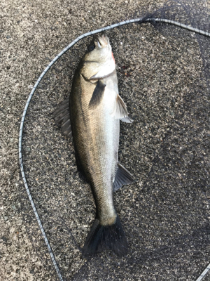 日曜日シーバス