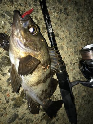 ぶっつけ本番初チニング！(釣行 其の弐拾四)