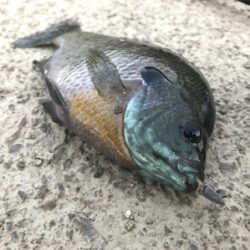 ちょいセコ釣り