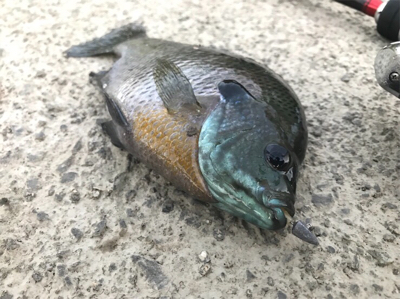 ちょいセコ釣り