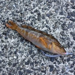 ライトゲームで五目釣り