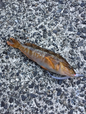 ライトゲームで五目釣り