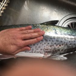 釣れ出したと情報を見て！