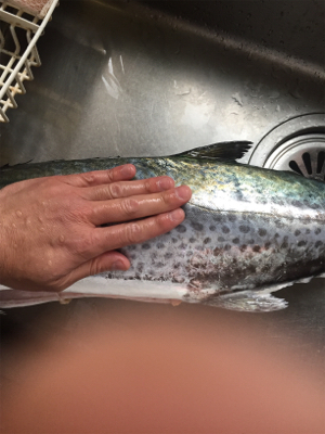 釣れ出したと情報を見て！