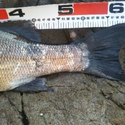 地磯でヒラスズキ