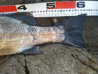 地磯でヒラスズキ