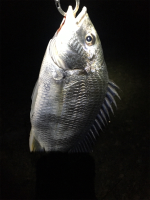 淀川ブリームゲーム 18ナスキーの鱗付け