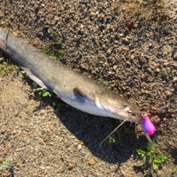 ナマズトップゲーム