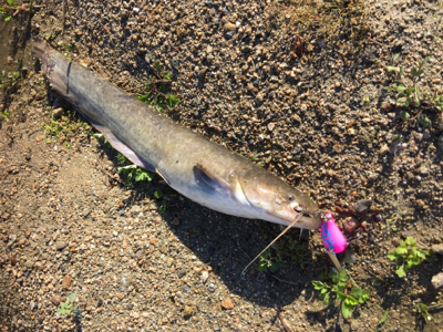 ナマズトップゲーム