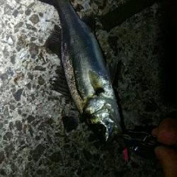 ハネ～セイゴ バチパターン4匹