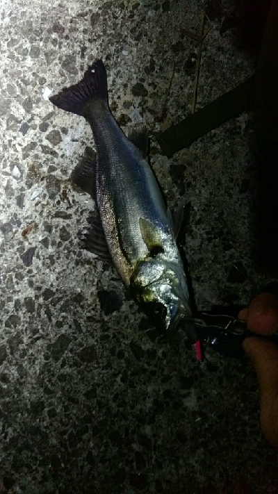 ハネ～セイゴ バチパターン4匹