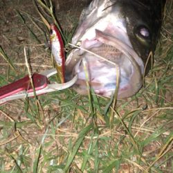 良いサイズが釣れました